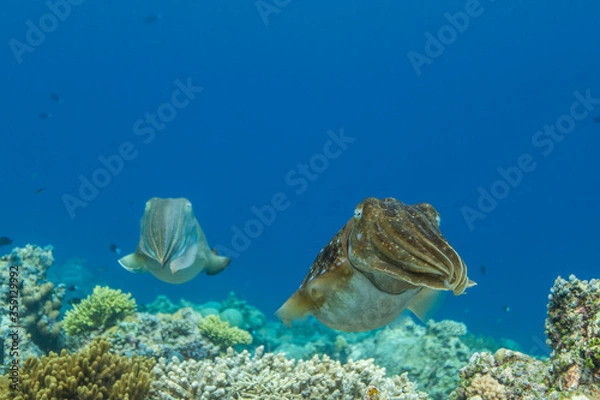 Obraz Cuttlefish on a colorful coral reef and the water surface in background