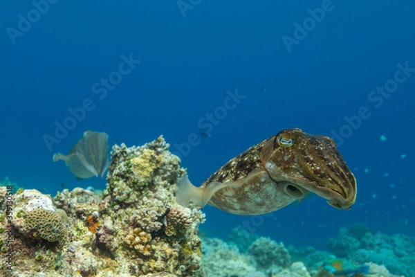 Obraz Cuttlefish on a colorful coral reef and the water surface in background