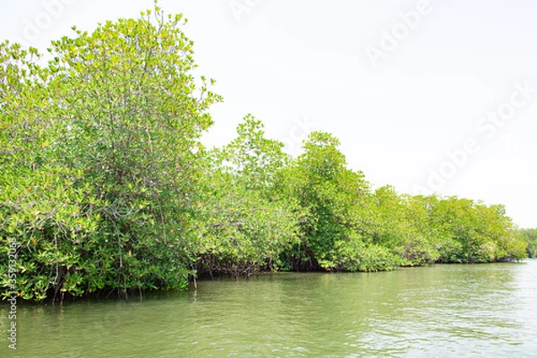 Fototapeta Thickets of mangrove forest on the banks of the river in the tropics.