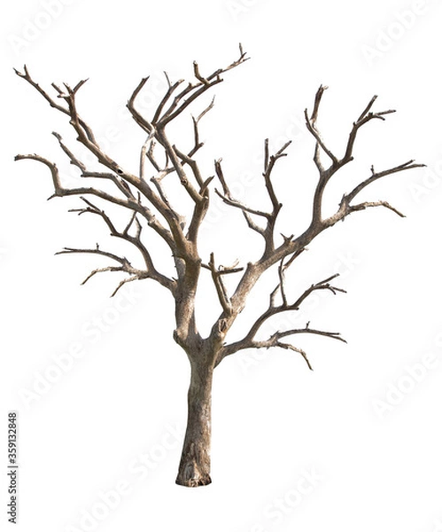 Fototapeta Dead tree isolated on white background