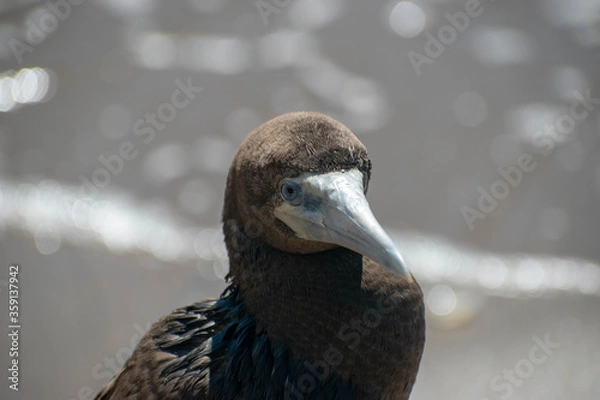 Fototapeta Booby Bird