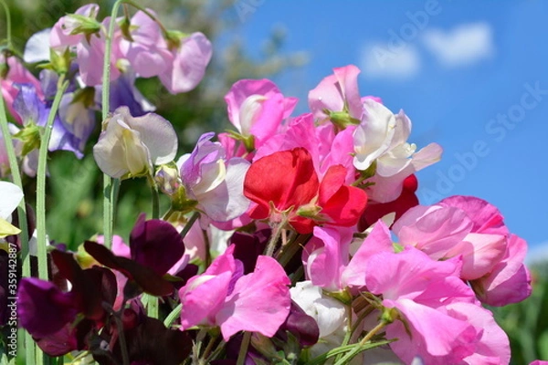 Obraz たくさん育った色とりどりのスイートピー、花畑、家庭菜園、畑、花壇、花イメージ素材
