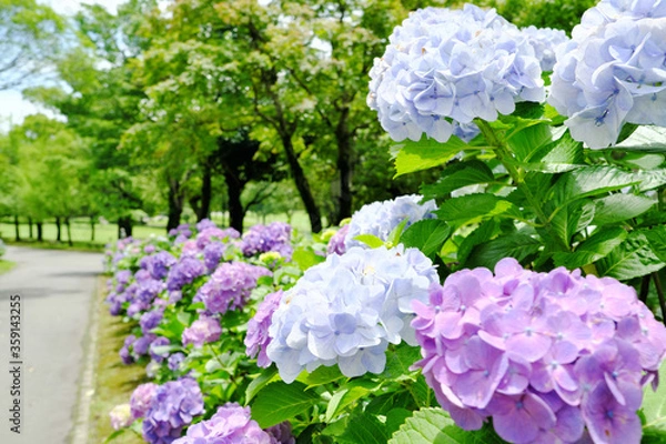 Fototapeta 紫陽花の咲く公園の道