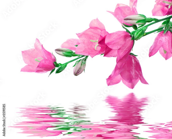 Obraz flowers reflected in water