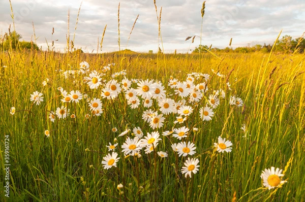 Obraz rumianki na łące