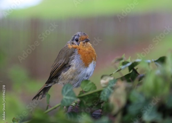 Fototapeta A closeup picture of a European Robin known as the Robin Redbreast.