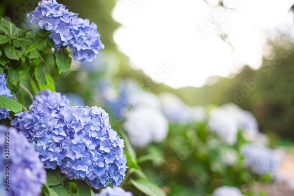 Fototapeta 日本のアジサイ。花と葉とボケ。