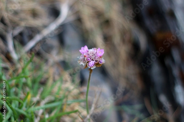 Obraz Solo sea thrift