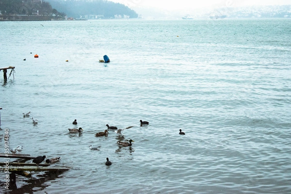 Fototapeta Ducks floating in the Bosphorus