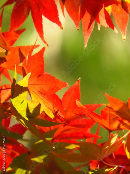 Obraz 赤い縁取り