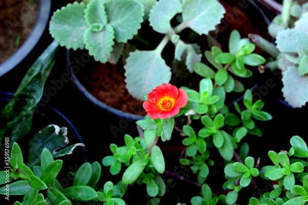 Fototapeta pink flower 