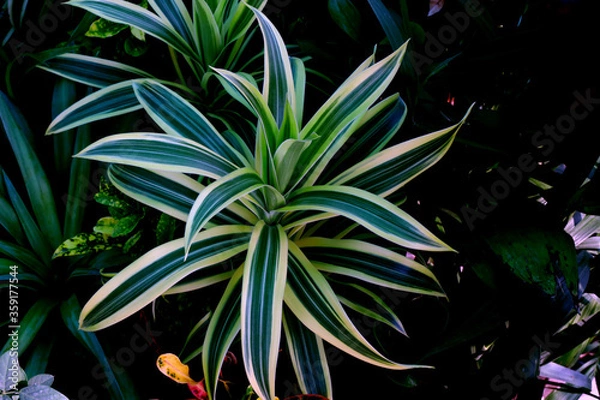 Fototapeta beautiful leaves