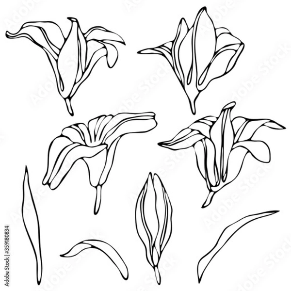 Fototapeta vector illustration, doodle style drawings, linear image in black, a set of flowers of lily, isolate on a white background