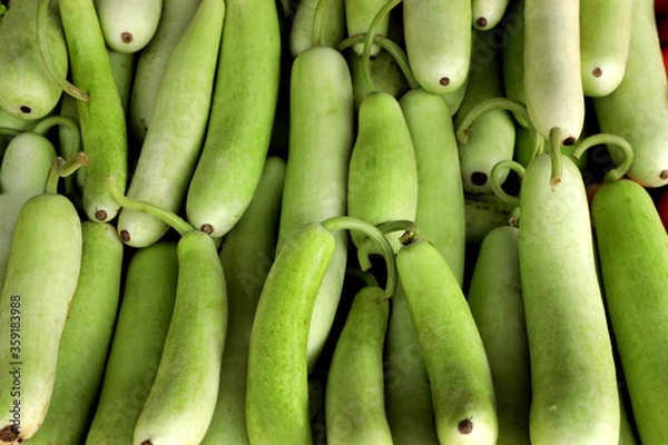 Fototapeta Bottle Gourd