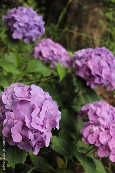 Fototapeta 紫陽花