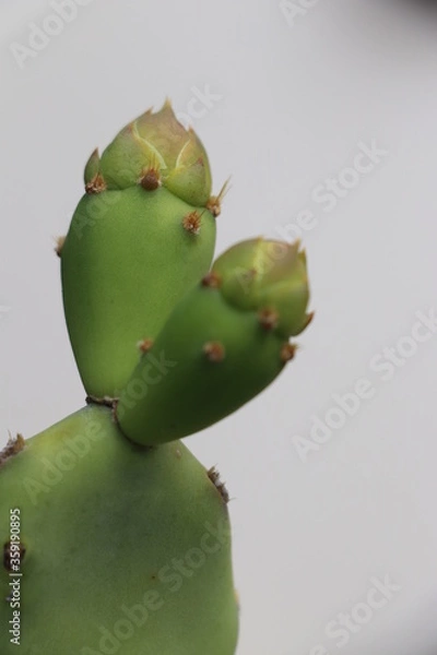 Obraz Cactus
