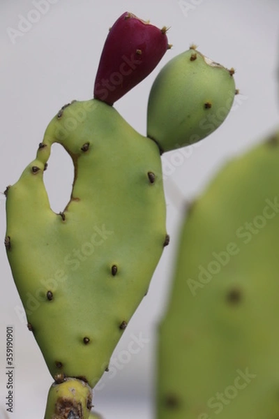 Obraz Cactus
