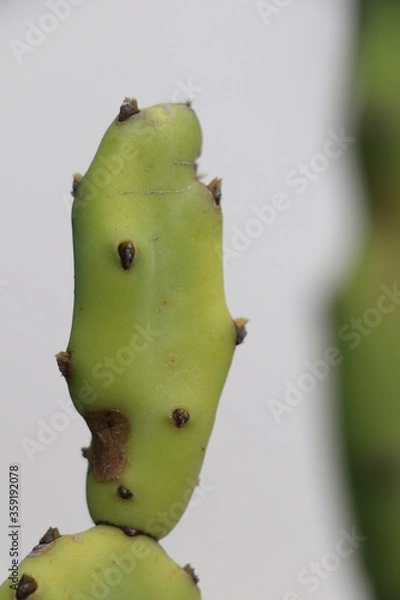 Fototapeta Cactus