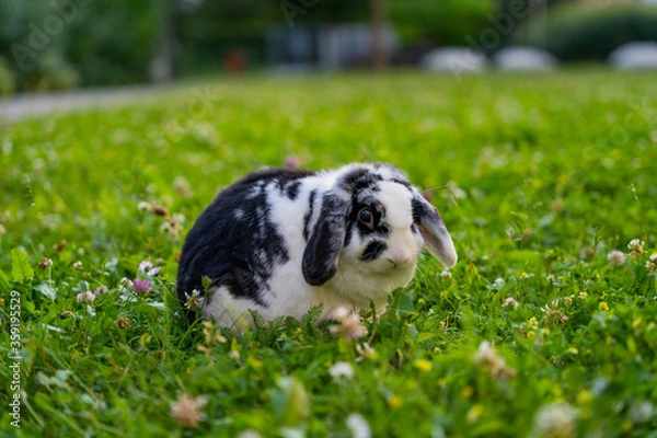 Obraz Bunny in grass outside.