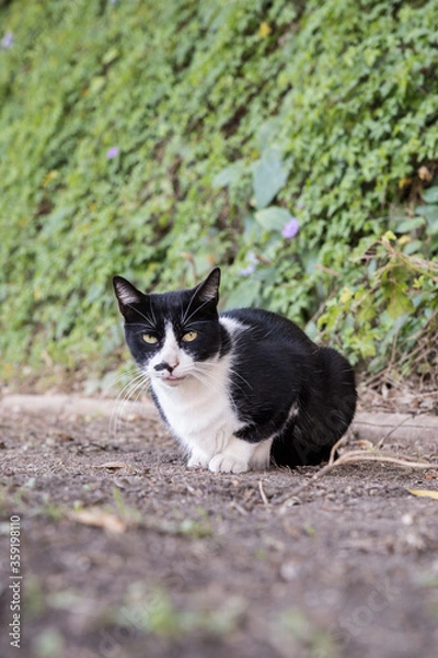 Fototapeta グリーンカーテンとネコ