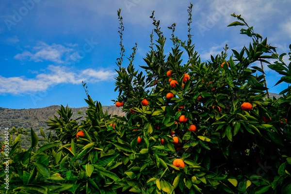 Fototapeta Beautiful mandarin oranges were seen on the trees against the mountain and sky