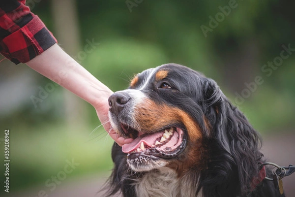 Obraz Głaskanie psa