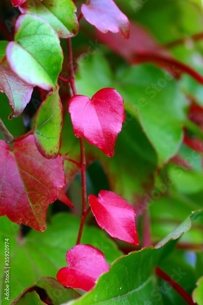 Fototapeta vigne vierge
