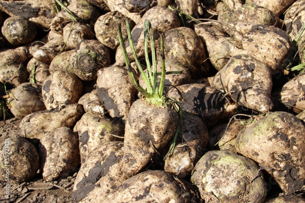 Obraz Zuckerrübenernte