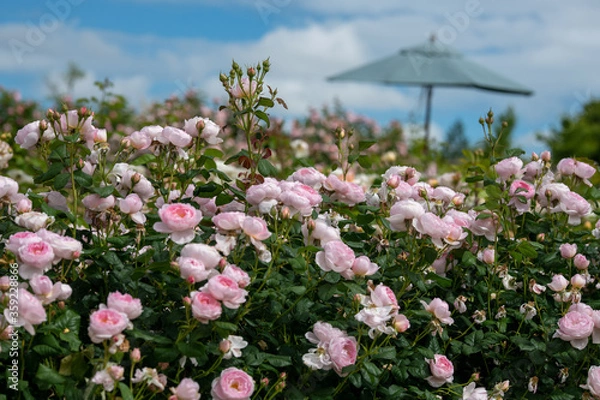 Obraz ピンクのバラの咲く風景、世羅高原にて