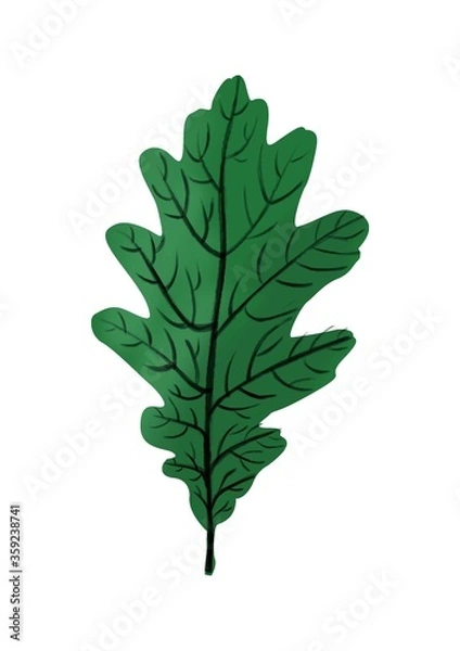 Fototapeta green oak leaf