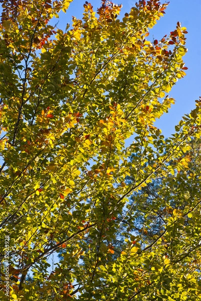 Obraz Autumn background