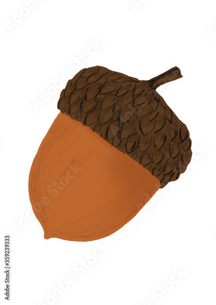 Fototapeta Acorn