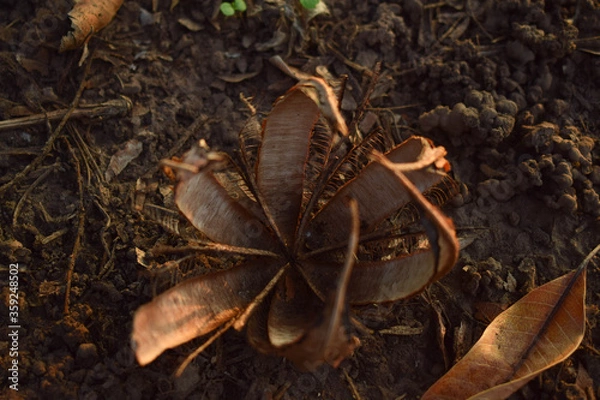 Obraz leaf on the ground