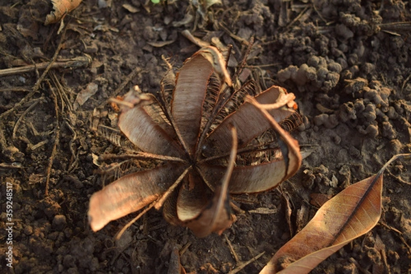 Obraz autumn leaf on the ground