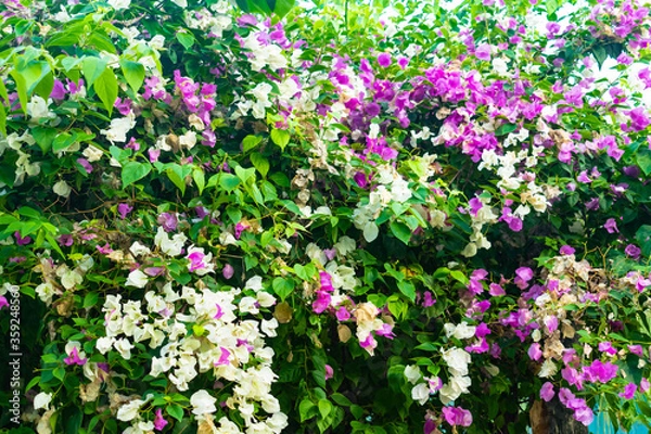 Obraz colorful flowers