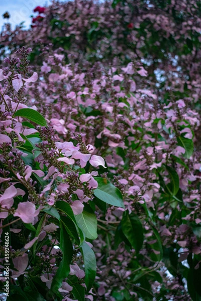 Obraz flowers in the garden