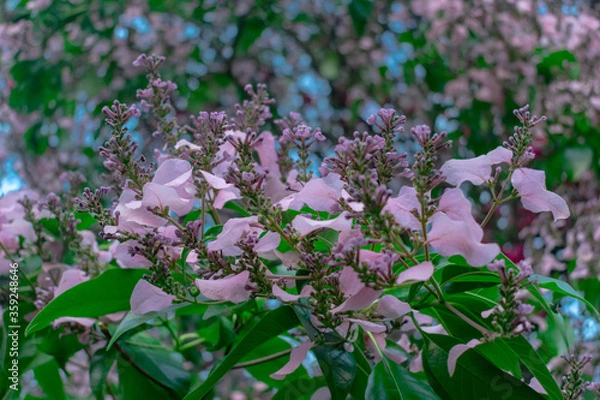 Obraz purple lilac flowers