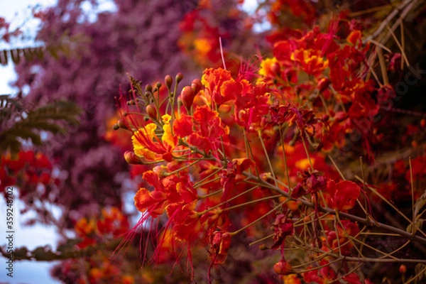 Obraz red maple leaves