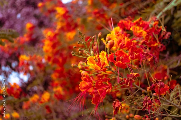 Obraz carnation flower