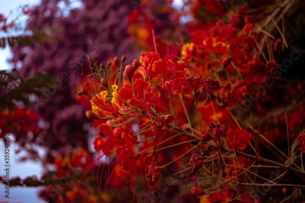 Obraz flor clavellina