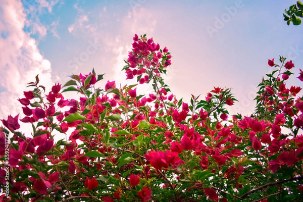 Obraz 
pink trinitarian