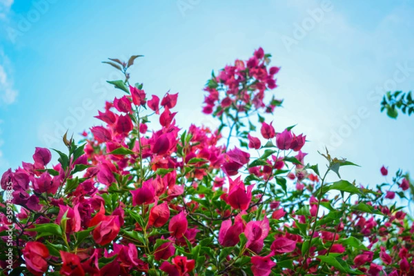 Obraz pink and white flowers