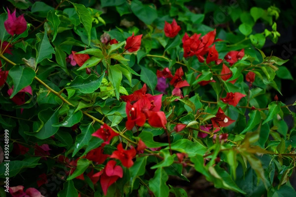 Obraz red flowers in the garden