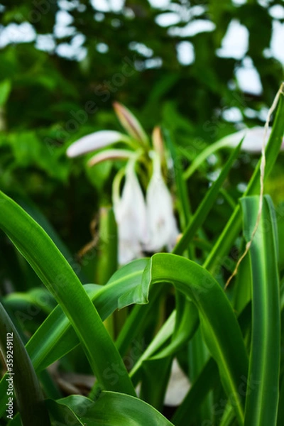 Obraz lirios del jardin