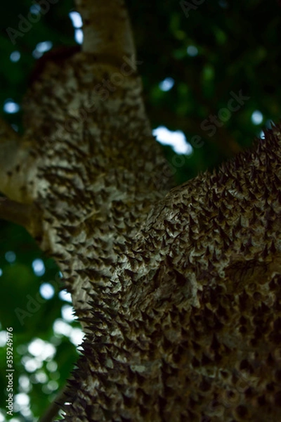 Obraz arbol espinoso