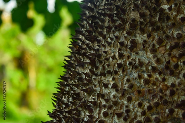 Obraz espinas naturales