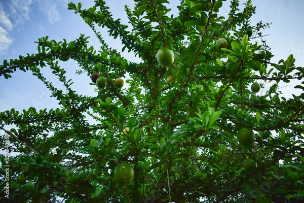 Obraz arbol de totumos