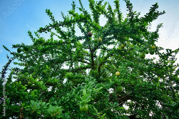 Obraz árbol de totumos