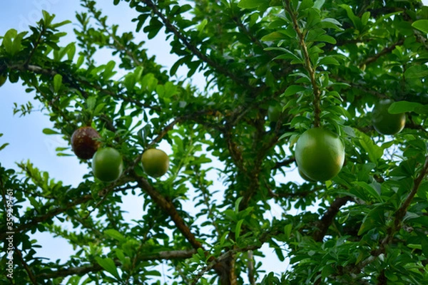 Obraz totumos colgados 