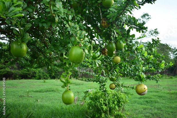 Obraz totumos en el árbol 